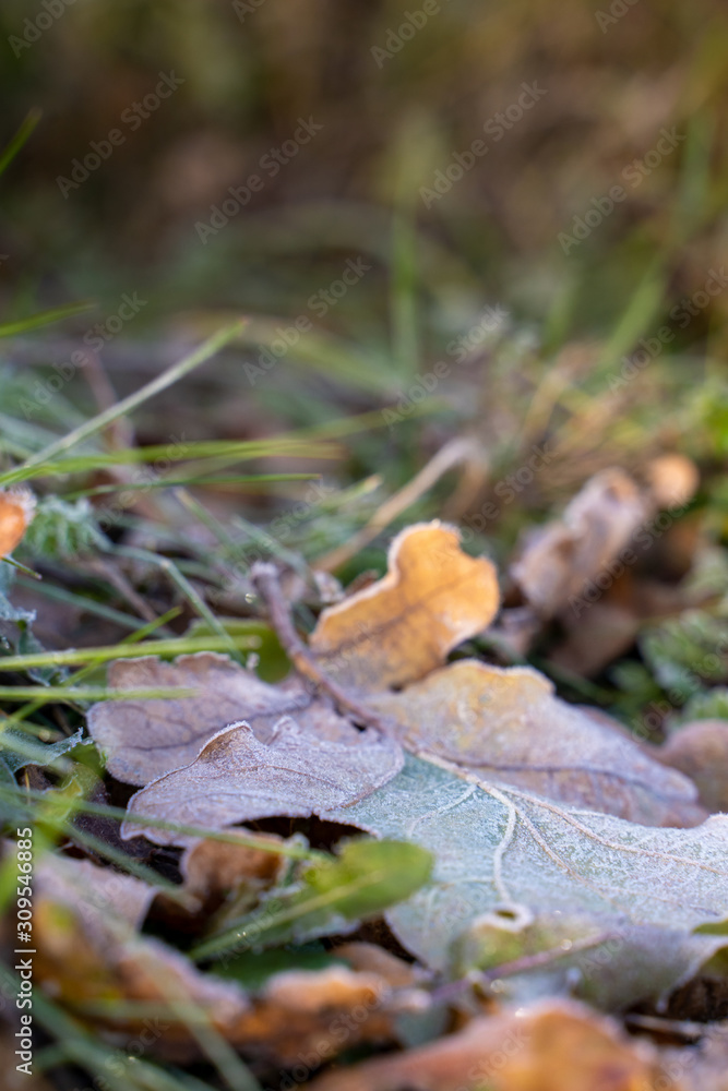 gefrorenes Blatt im Herbst auf Gras gefrorenes Blatt im Herbst auf Gras