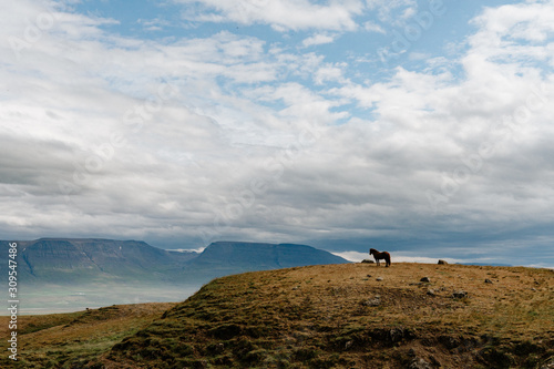 A horse standing on top of the mountain, wide landscape © Sandra