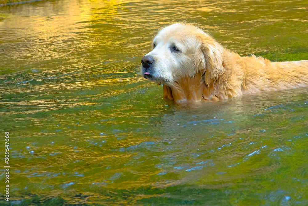 Cute golden retriever lying on nature background. Cute golden retriever lying on nature background.