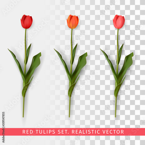 Red tulips set on transparent background