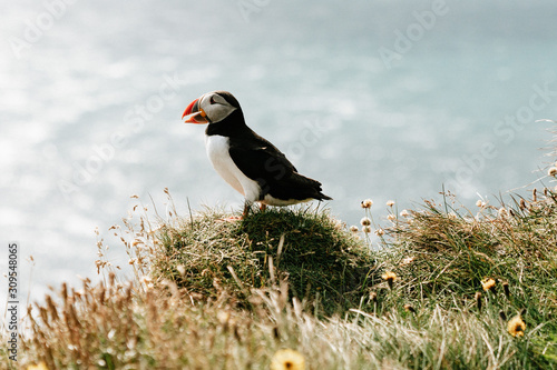 Puffin in the gras in front of the ocean photo