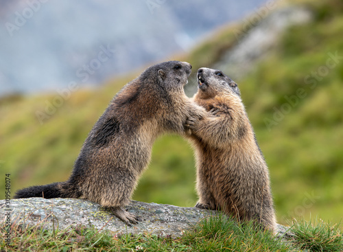 Kämpfende Murmeltiere (Marmota) in den Alpen