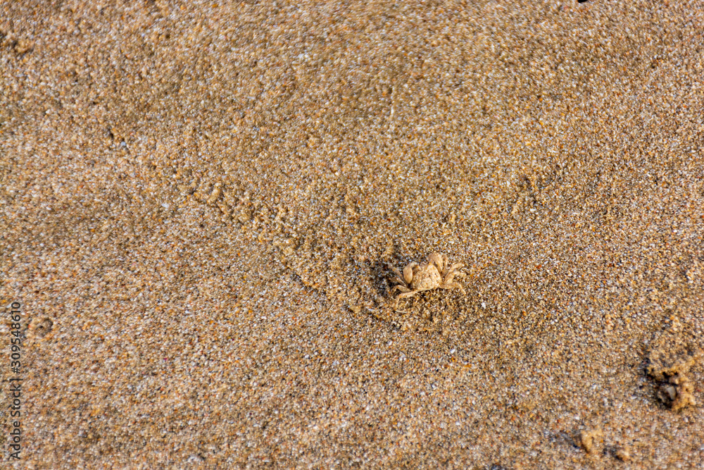 Small crab on the beach at Chao Lao Beach, Chanthaburi, Thailand.