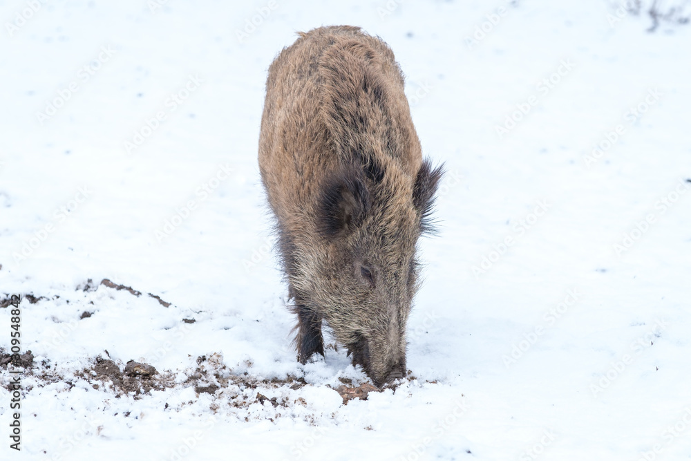 Wildschwein (lat.: Sus scrofa) wühlt mit Schnauze im Schnee (Winter) Wildschwein (lat.: Sus scrofa) wühlt mit Schnauze im Schnee (Winter)