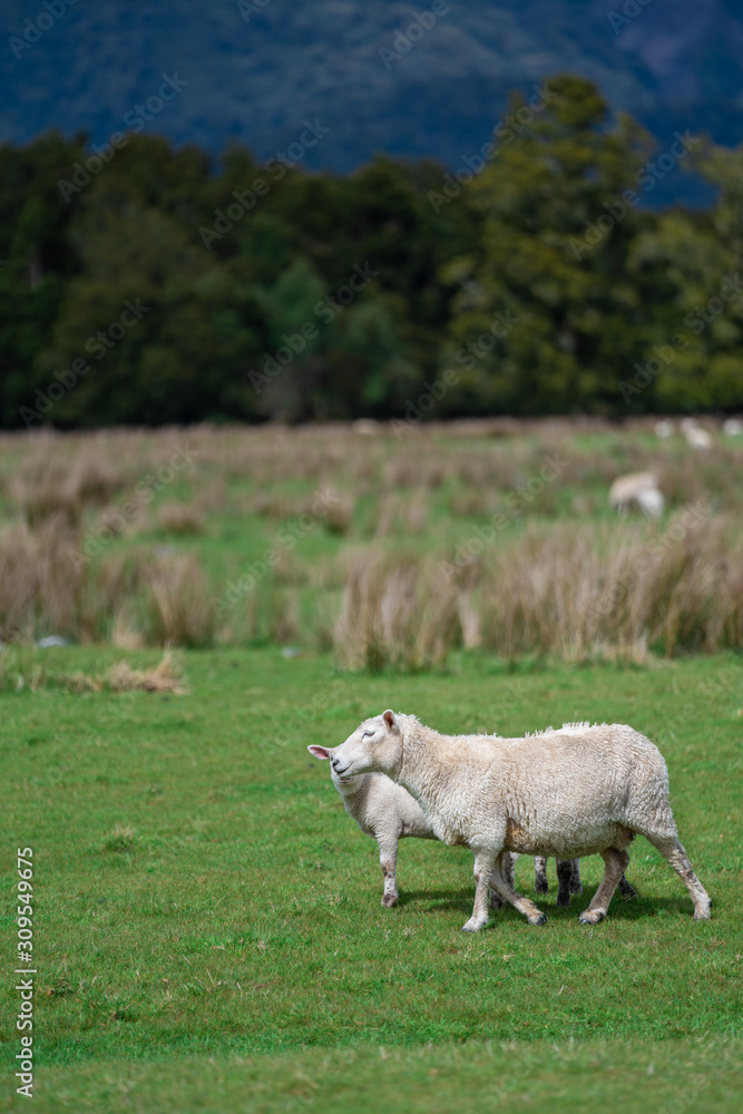 Obraz premium Sheep Vertical Image With Natural View