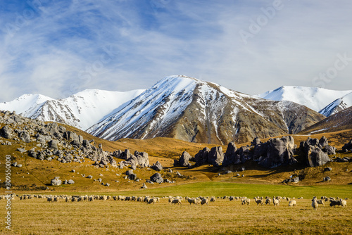 A rural scene in the South Island of New Zealand with sheep grazing in the foreground and in the distance is the snow covered Craigieburn Range which forms part of the Southern Alps.    photo