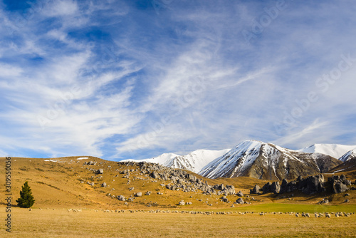 A rural scene in the South Island of New Zealand with sheep grazing in the foreground and in the distance is the snow covered Craigieburn Range which forms part of the Southern Alps.    photo