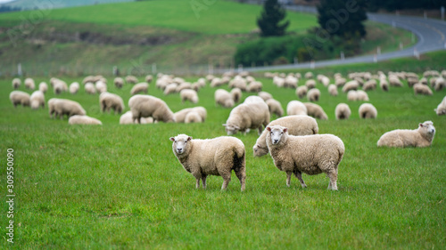 Tableau sur toile Cattle Sheep Grazing In Meadow