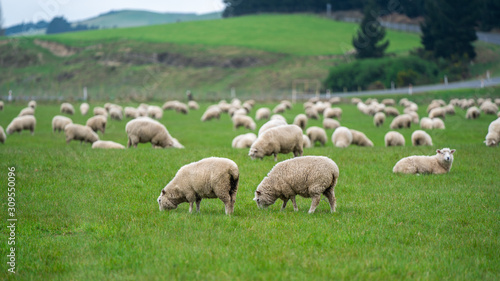 Flock Of Sheep In Green Pasture