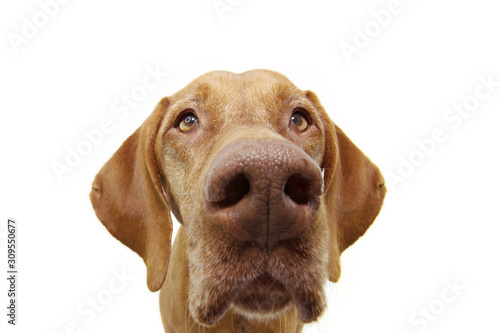 Wallpaper Mural close-up curious pointer dog eyes. Isolated on white background. Torontodigital.ca
