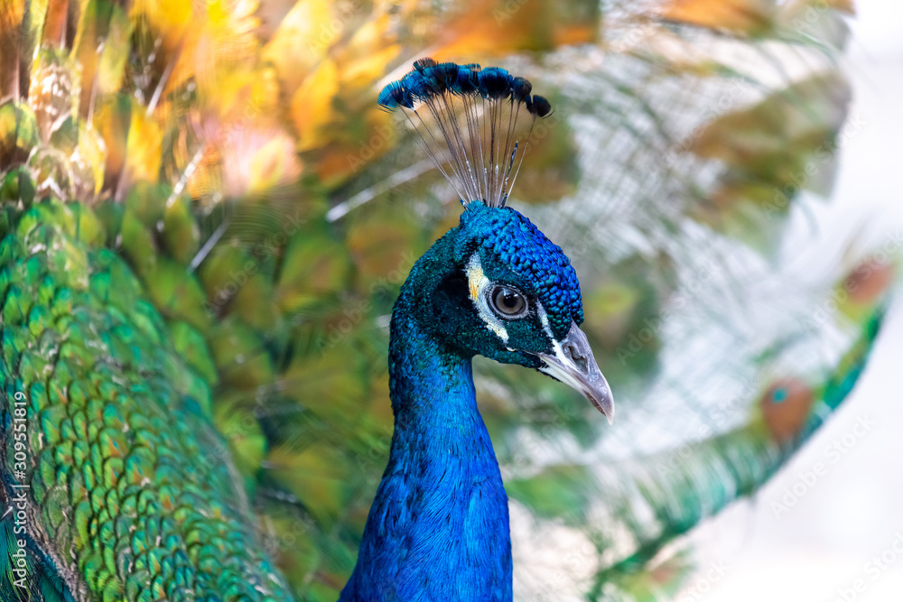 Beautiful male peacock, closeup portrait Beautiful male peacock, closeup portrait