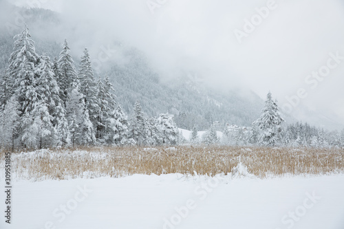 Fog in winter mountains. Beautiful snow-covered trees in the Alpine mountains, Weissensee, Carinthia, Alps, Austria