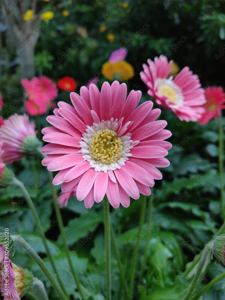 Obraz premium flowers in garden