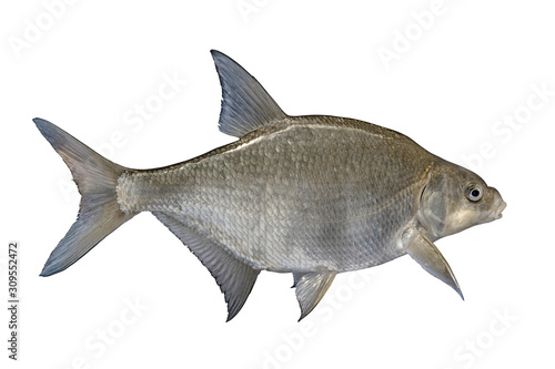 Photography Freshwater bream fish isolated on white background
