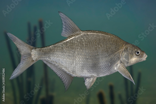 Freshwater bream fish isolated on natural underwater background photo