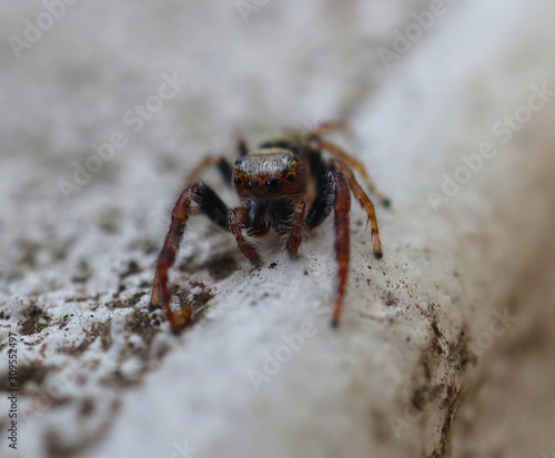 Hairy Big eyes Spider with deadly Fangs © Elias Bitar
