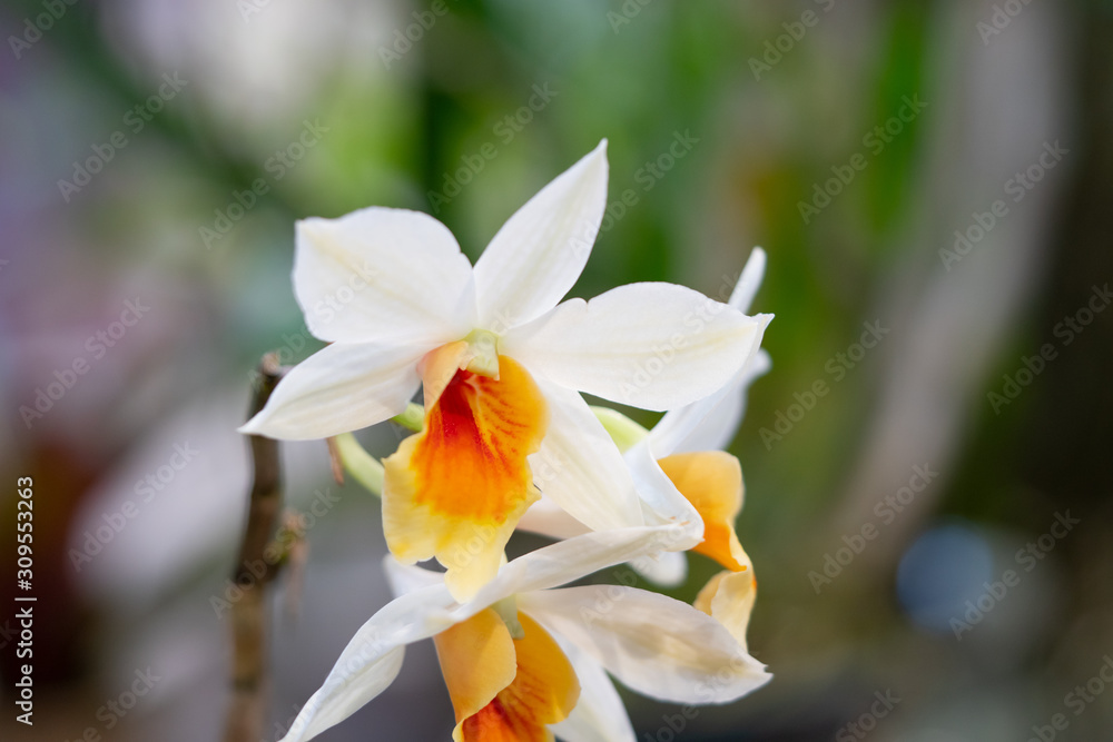 Fototapeta premium Beautiful white and orange orchid flowers blur background in the garden