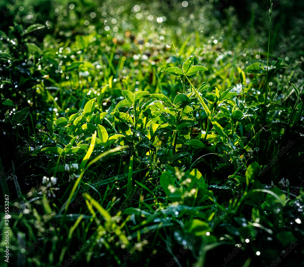green plants in the garden green plants in the garden
