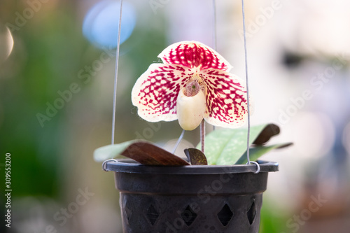 Beautiful white orchid flowers with purple spots and green leaves background in the garden