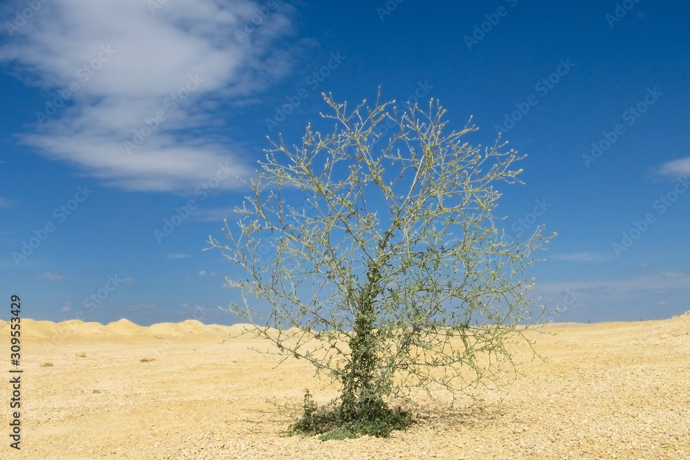 Background of tree under sunshine. tree stand on the dune in big desert under a blue sky. In the desert there are a few green plants and the roots of the tree are on the sand.