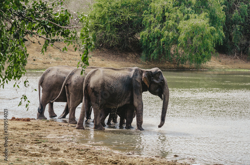 A herd of elephants swimming in the river and lake. Adults and little elephants take a bath and enjoy life. 