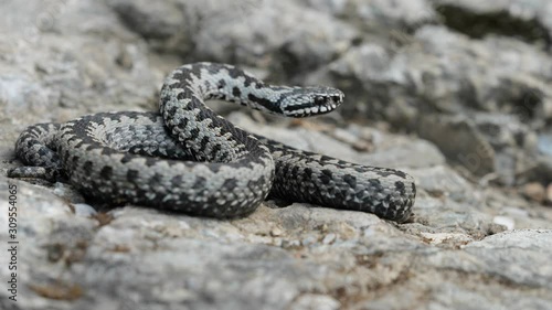 Venomous adder viper snake (Vipera berus) attack and bite photo