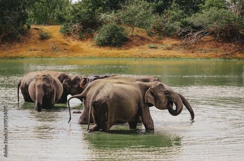 A herd of elephants swimming in the river and lake. Adults and little elephants take a bath and enjoy life. 