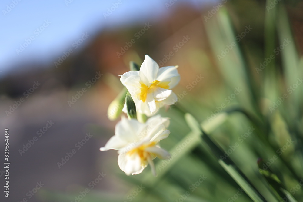Fototapeta premium 花