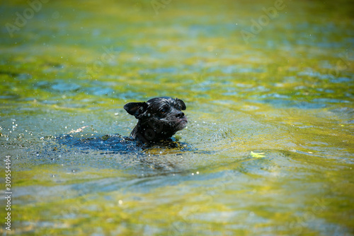 川で泳ぐ黒い犬