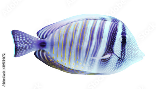 Beautiful bright butterfly fish on white background