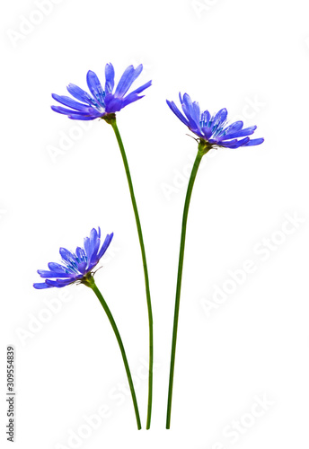 Chicory flower with leaf isolated on white background