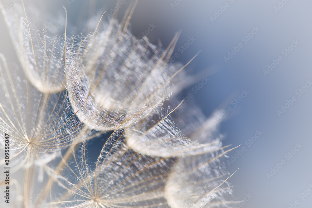 Tragopogon pratensis. Beautiful abstract macro photo of a big dandelion seed. Closeup of seeds with umbrellas. Gentle pastel blue floral background. Misty blurred background of dandelion flowers.