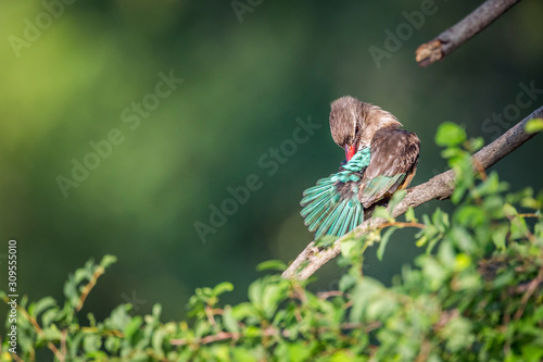 Brown-hooded Kingfisher grooming and preening in Kruger National park, South Africa ; Specie Halcyon albiventris family of Alcedinidae photo