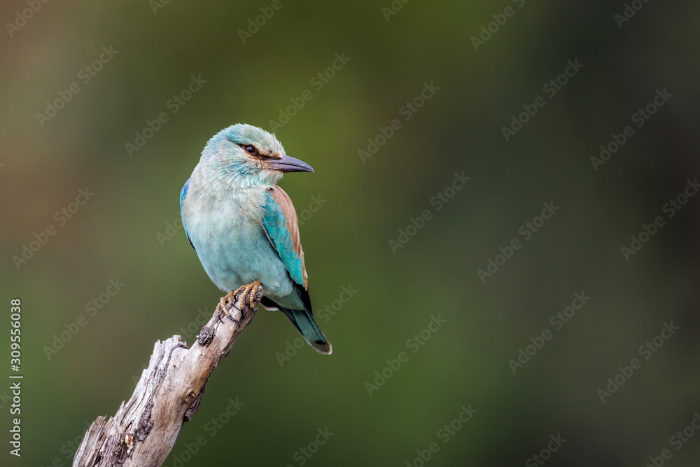 European Roller isolated in natural background in Kruger National park, South Africa ; Specie Coracias garrulus family of Coraciidae