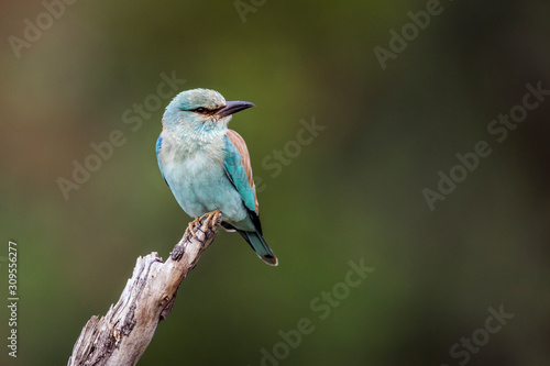 European Roller isolated in natural background in Kruger National park, South Africa   Specie Coracias garrulus family of Coraciidae © PACO COMO