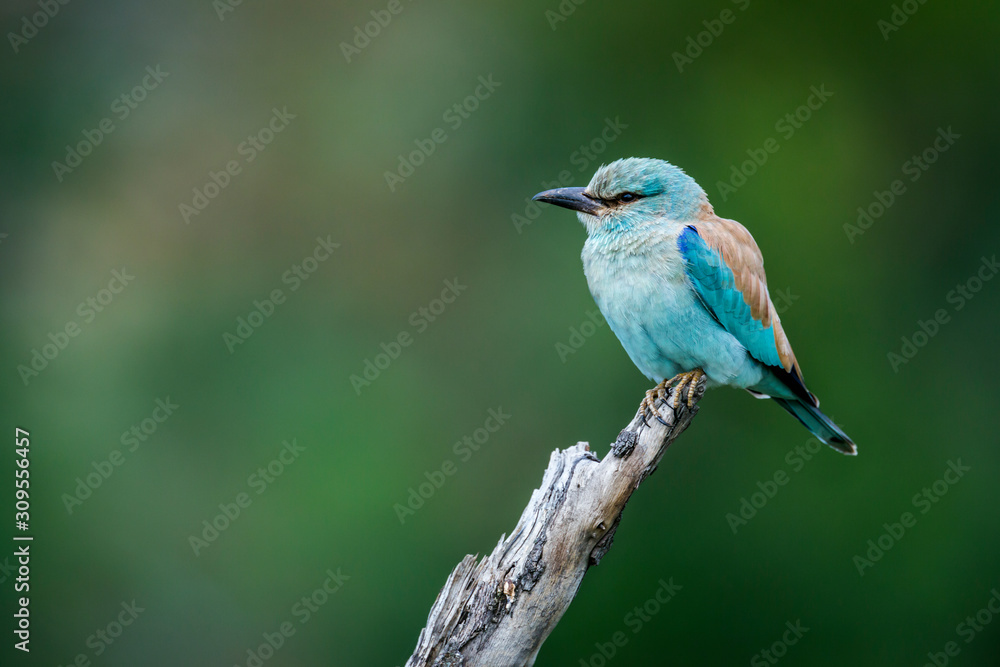 European Roller isolated in natural background in Kruger National park, South Africa ; Specie Coracias garrulus family of Coraciidae European Roller isolated in natural background in Kruger National park, South Africa ; Specie Coracias garrulus family of Coraciidae