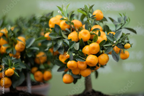decorative tangerine tree covered with  orange fruits