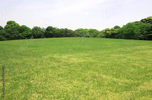 Świeży zielony świeży zielonej trawy pola świeży zielonej trawy pola trawy pola trawy pole