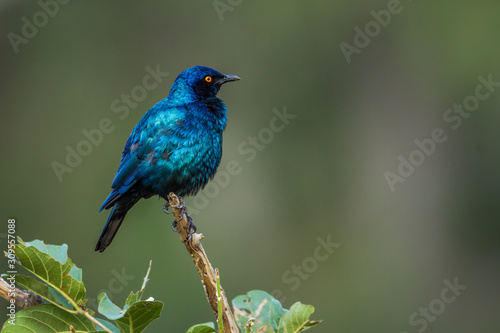 Greater Blue-eared Glossy Starling grooming isolated in natural background in Kruger National park, South Africa ; Specie Lamprotornis chalybaeus family of Sturnidae
