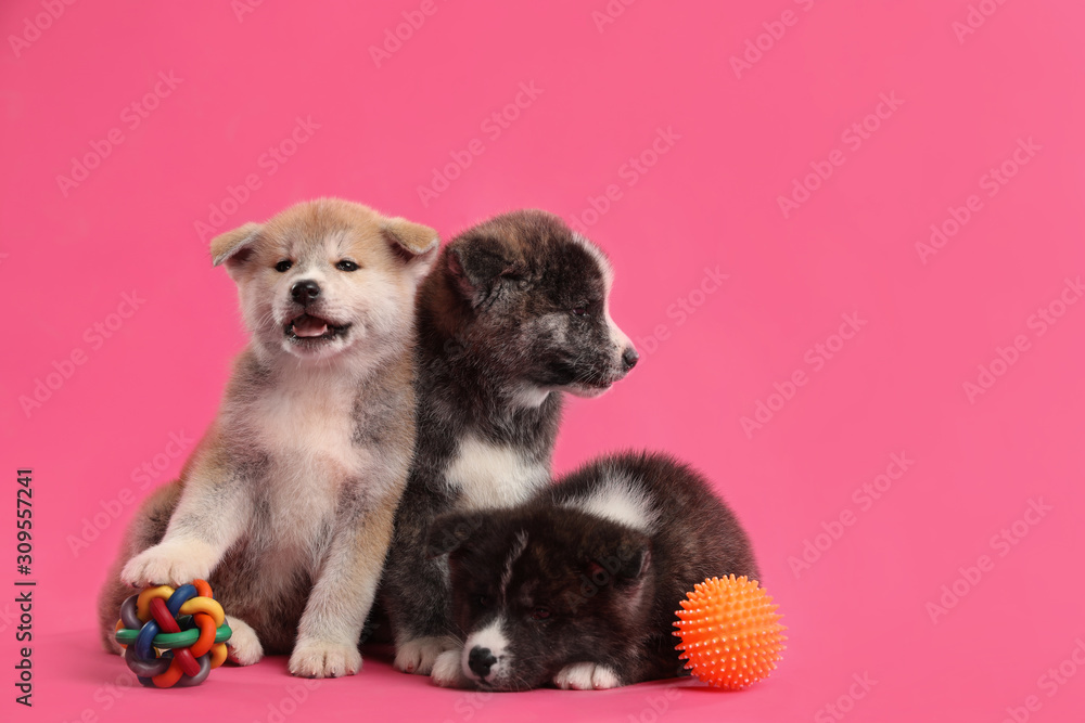 Obraz premium Cute Akita inu puppies with toys on pink background. Friendly dogs