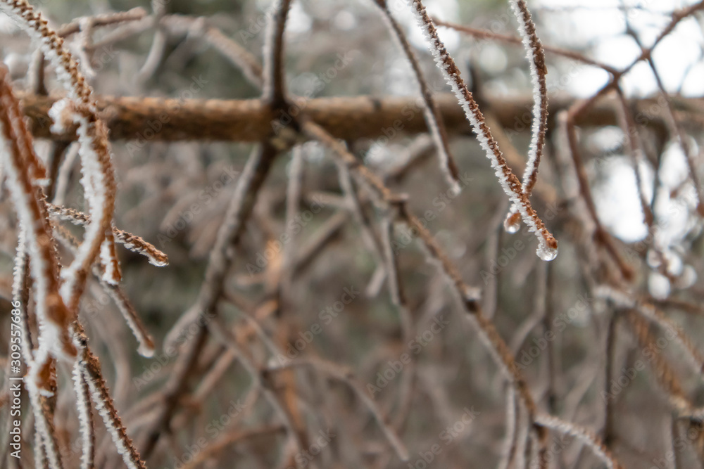 Pine Needles With Snow Crystals Close Up.  Frozen Ice outdoor