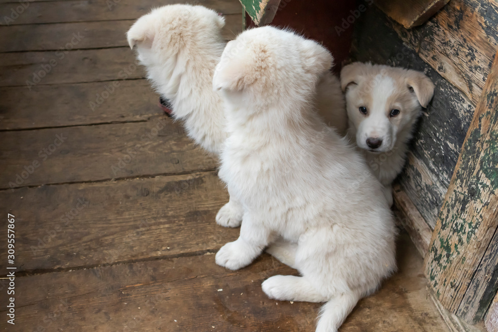 Adorable puppy shepherd dog. Lovely little dogs Adorable puppy shepherd dog. Lovely little dogs