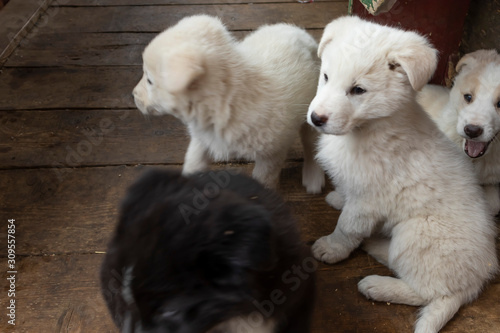 Adorable puppy shepherd dog. Lovely little dogs