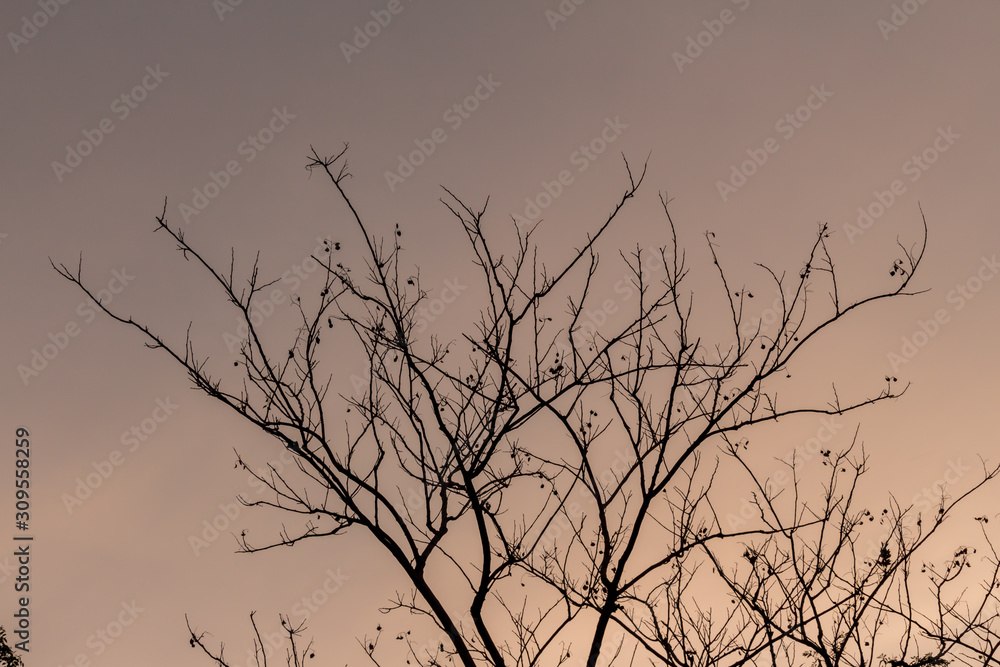 The silhouette of the tree with sunset. The silhouette of the tree with sunset.