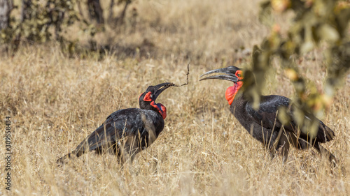 Two Southern Ground Hornbills playing in savannah in Kruger National park, South Africa ; Specie Bucorvus leadbeateri family of Bucerotidae