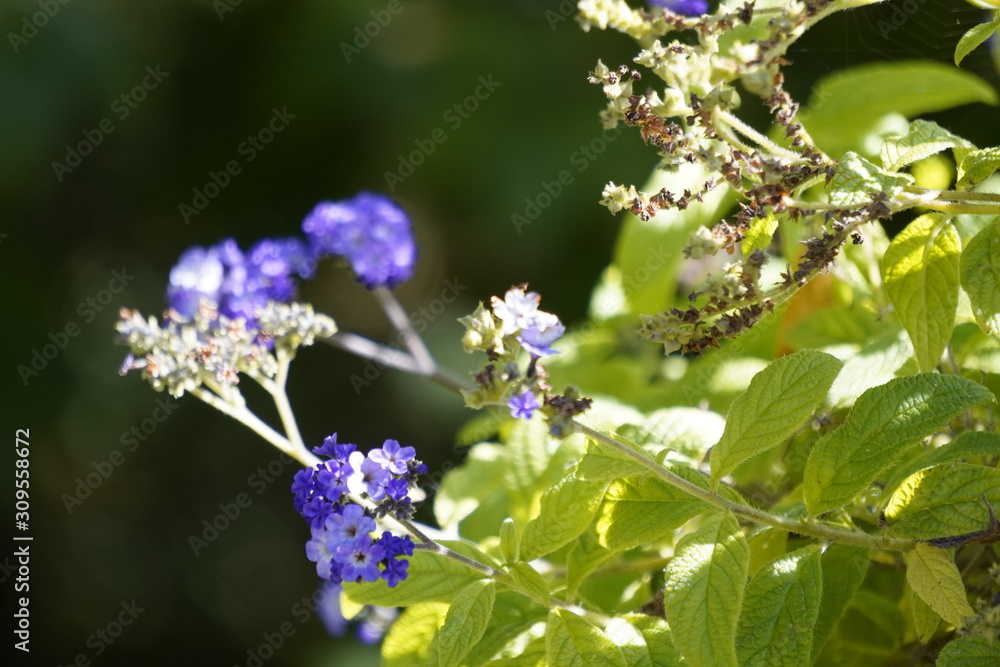 Blume Blume