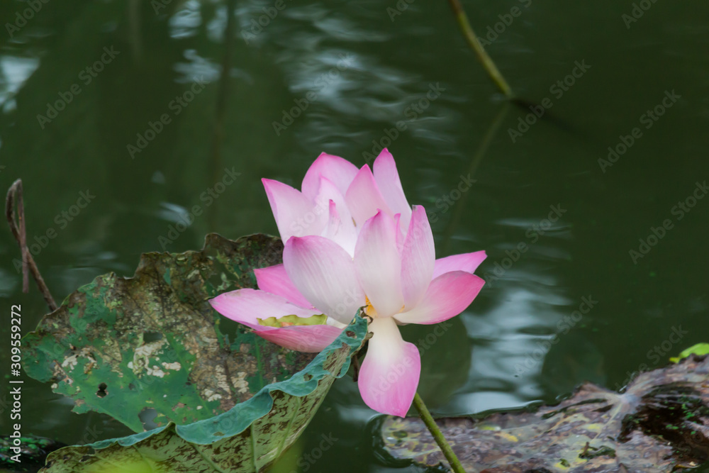 Blooming Lotus flower or Water Lily on the pond. With sunset time.