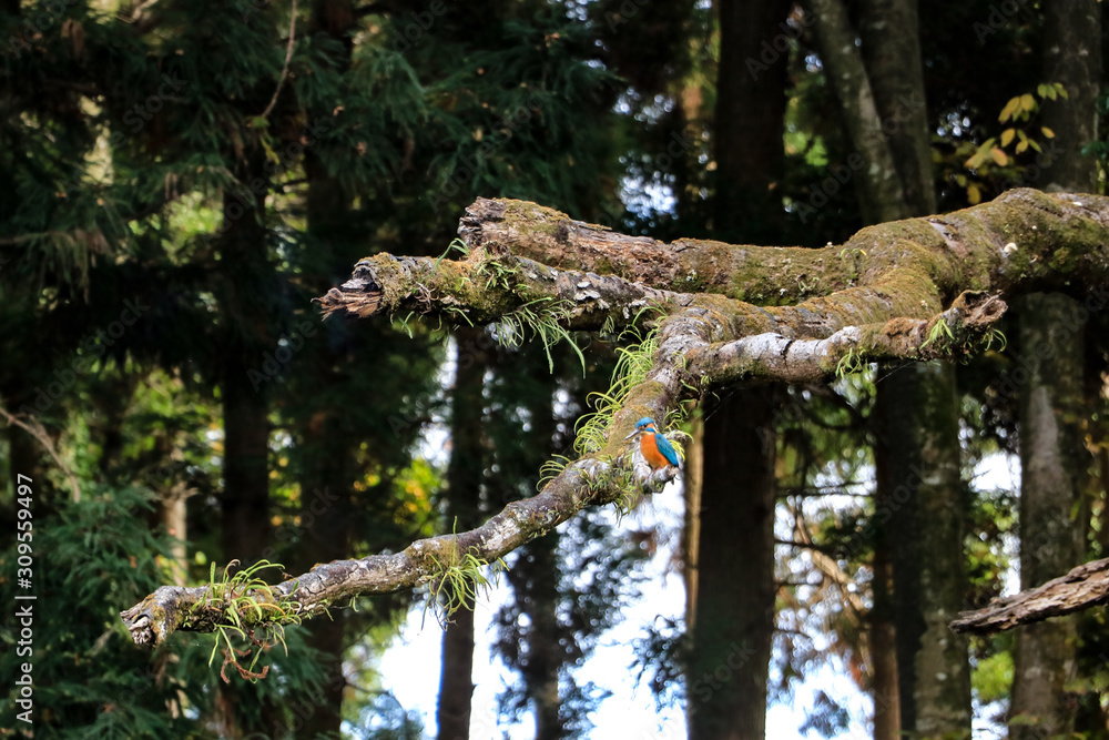 Fototapeta premium カワセミ@阿蘇