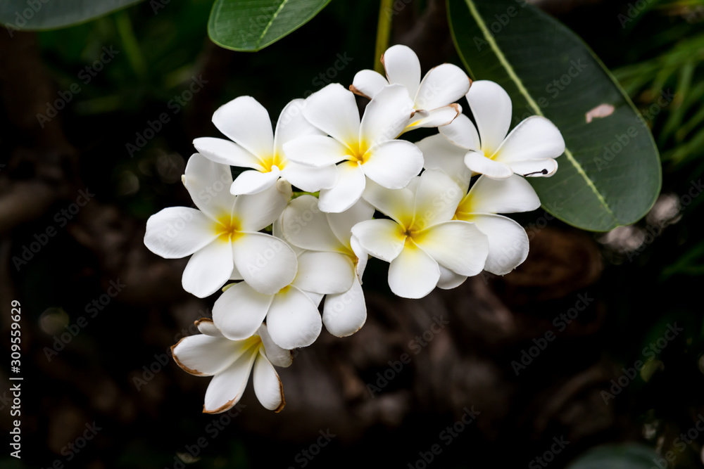 Close-up Thai Flower in the park.
