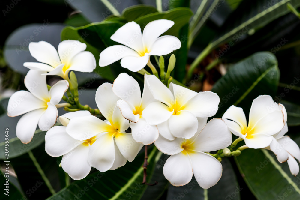 Close-up Thai Flower in the park.
